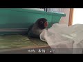 ボタンインコのボタンちゃんお迎え当時の動画と現在