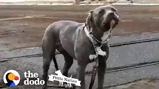 This Pittie Rescue Was Meant To Be | The Dodo Pittie Nation