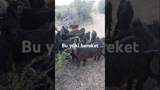 Bu yılki bereket