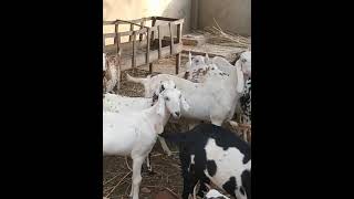 hamari goats bhook sey sab door pey khari wait kar Rahi hain or lovely bakra#village#village life