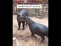 สาวตัวไหนจะได้เป็นคู่ของคากินะ😂💕🦛 ad hippo animals shortvideo