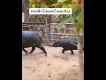 สาวตัวไหนจะได้เป็นคู่ของคากินะ😂💕🦛 ad hippo animals shortvideo