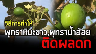 เทคนิคการทำให้พุทราหิมะขาว,พุทราน้ำอ้อยติดผลดก