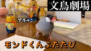 【爆笑】文鳥劇場　モンドくんふたたび　#258