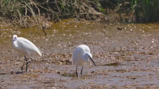 Egretta garzetta  小白鹭觅食Canon R5+RF100-500mm F4.5-7.1 L IS USM+RF1.4X手持拍摄