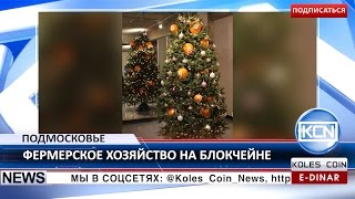 KCN: Новогодние елки за биткоин