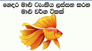 Beautiful fish | pet fish that make the fish tank beautiful |  මාළු ටැංකිය  ලස්සන කරන මාළු  වර්ග