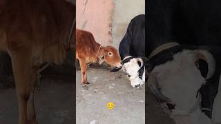 Pyaar 🥰🫶 #cow #gaumata #cowlover #shorts