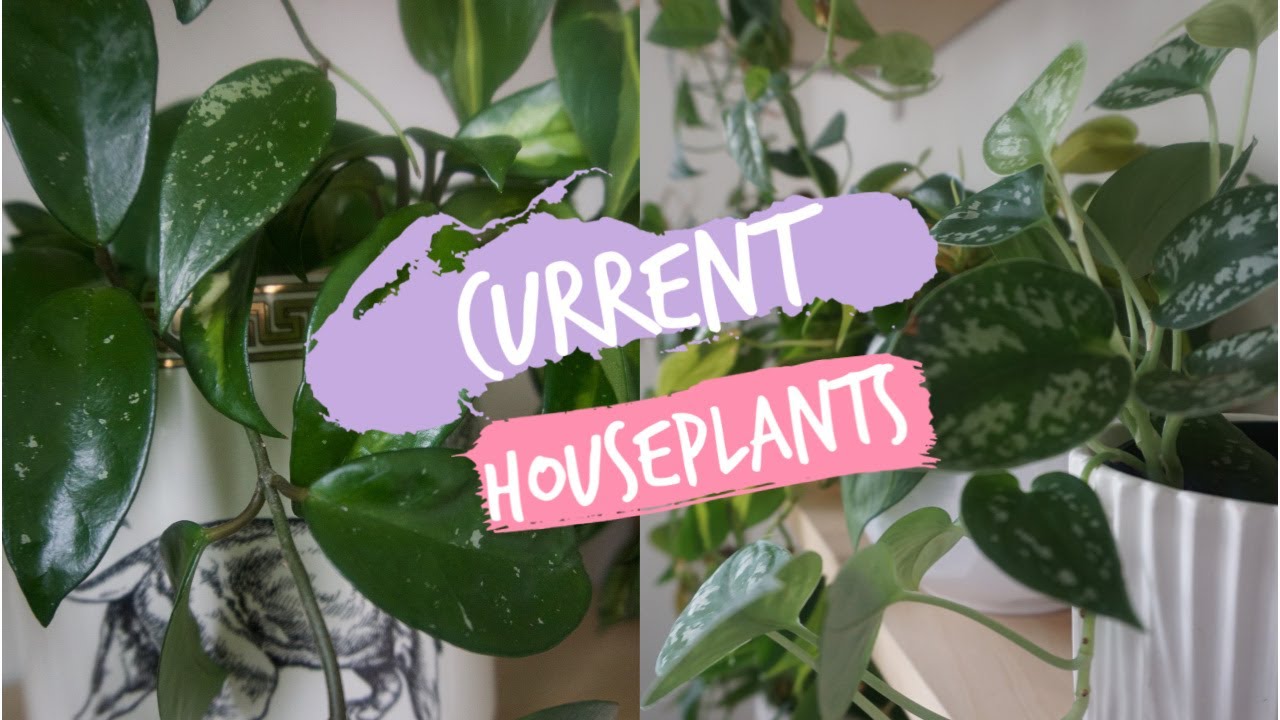 Houseplant Tour Youtube