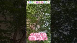 【埼玉の植木屋さん】大きな木を伐採します！#富士見グリーンガーデン #造園 #植木屋 #社員募集 #大きな木 #伐採 #丸太 #埼玉県 #富士見市