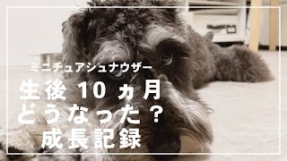 ミニチュアシュナウザの子犬 生後10か月の成長記録