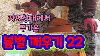 22봄벌 깨우기 자연상태의 무가온 봄벌깨우기