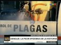 Dengue: la peor epidemia de la historia - Telefe Noticias