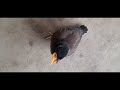 growing progess day by day myna bird baby growing up shote video in this video myna bird grow