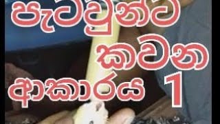 How to hand feed your chicks part 01 කුරුලු පැටවුන්ට කවන ආකාරය 01