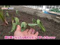 【里芋の子芋の芽は取る？残す？】定植～1ヶ月／芽出し方法・植え付け方／害虫対策（アブラムシ・セスジスズメ・ハスモンヨトウ）見つける卵はこんなやつ／夏のニームスプレーの注意点／赤芽芋・セレベス