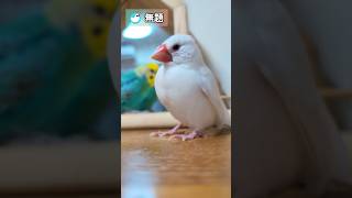 いつものオチをお楽しみください #文鳥 #セキセイインコ #birds #shorts