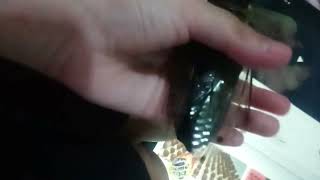 Brown Cicada screams