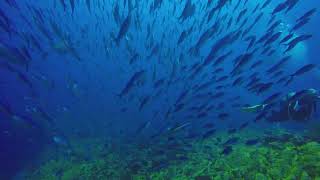 Maldives, 2017, video from dive guide, I have forgotten her name (sorry, dive guide)