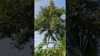 Kokum tree and fruits