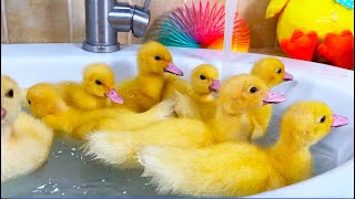 Collection of funny moments about Ducklings in the pool, baby ducks, pig, dog, kitten