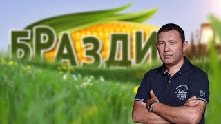 Бразди - 03.12.2023 - BRAZDI - Тутун