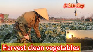 Harvesting Organic Vegetables in Me Linh, Hanoi\