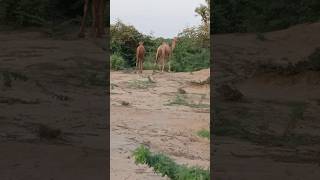 جملان جميلان يأكلان الأشجار في الغابة #nature #shorts #funny #desert