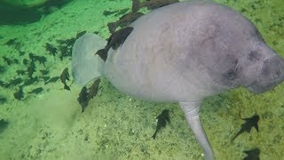 Armored catfish are growing threat against Florida manatees