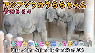 アジアゾウのうららちゃん（６３４）🐘お姉ちゃんとお鼻しするゾウ🐘（東山動植物園）Ulala of the Asian elephant Part 634