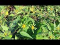 残暑続く・・・ ①アメリカセンダングサ！ bidens frondosa.