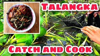 Paano manghuli ng talangka at lutuin ginatang talangka Amazing Traditional Catch and Cook Crab