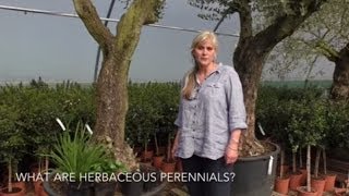 What are herbaceous perennials?