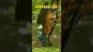 SubhanAllah the underwater power of the bird #short #ytshorts #subhanallah