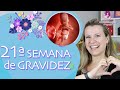 21st WEEK OF PREGNANCY | Video of Baby, Fetus and Belly Size | 2nd QUARTER OF PREGNANCY