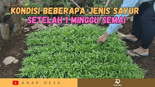 REVIEW HASIL SEMAI BEBERAPA JENIS SAYURAN