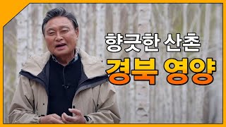 향긋한 산촌 '경북 영양' / 테마기행 길