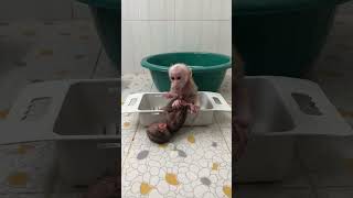 Lovely Baby Monkey Titas Very Cute In Home get bath so cool