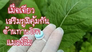 สูตรเร่งด่วน!!ต้านทานโรคพืชผักโตเร็วเขียวทันใจ ทองปานปลูกผัก