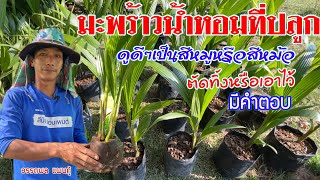 มะพร้าวน้ำหอม มะพร้าวสีหม้อ สีหมู ดีอย่างไร | เกษตรผสมผสาน | บ่าวยุทธพาจ้วด