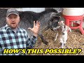 WE DON'T KNOW HOW THE BABY GOATS GOT HERE! THIS CHANGES EVERYTHING BLUETTI AC500 & B300S