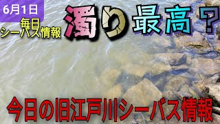 晴天です！今日の旧江戸川シーバス情報！浦安側にまた、プロか？釣れてましたよ!