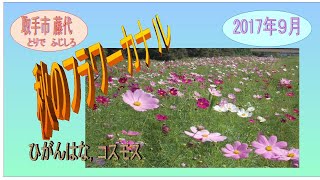 小貝川・コスモス＊ひがん花 2017年