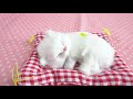 Plush Cat Toys Simulation Doll - Cat Sleeping Real Life Plush with Sound