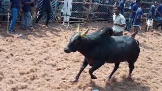 DINDIGUL  A.VELLODU JALLIKATTU