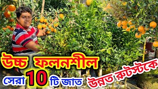 উন্নত রুট এ সেরা ১০টি জাত। গাছের গঠন ফলের কোয়ালিটি ও ফলন অনেক বেশী। বাড়ি বসে অর্ডার করে পাবেন গাছ।