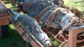 Buaya Seberat 600 Kg Berhasil Ditangkap, Ternyata Sudah Dicari Sejak 8 Tahun Lalu