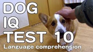 THE CANINE IQ TEST 10 Language comprehension 犬のIQテスト10 言語理解力 Goro@Welsh corgi コーギー dog K9