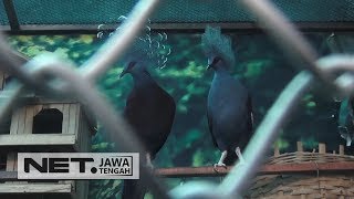 Pemuda Ini Membuat Tempat Konservasi Burung Langka di Halaman Rumahnya - NET JATENG