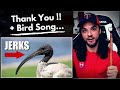 Average AMERICAN REACTS To 'A SONG ABOUT BIRDS' + Channel Updates!